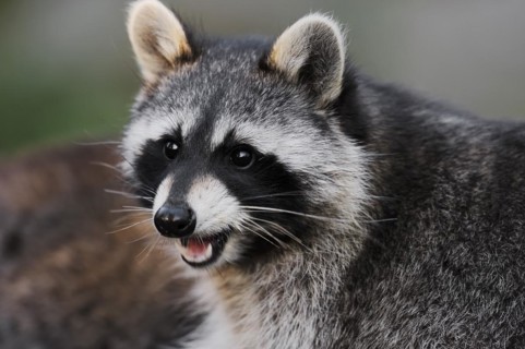 Raccoon (Procyon lotor), portrait, Hesse, Germany, Europe