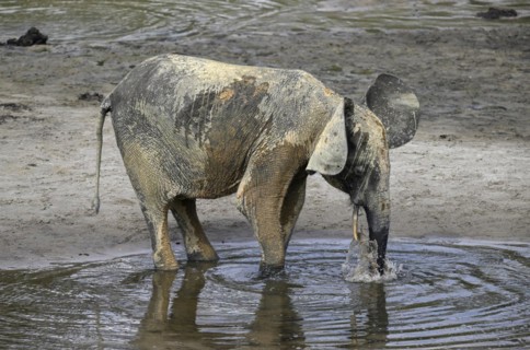 African forest elephant (Loxodonta cyclotis) in the Dzanga Bai forest clearing, Dzanga-Ndoki