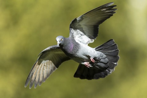 City dove (Columba livia forma domestica) in flight, wildlife, Germany, Europe