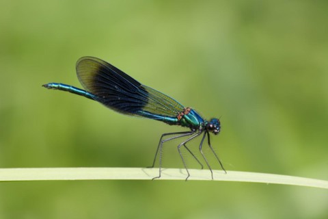 Banded demoiselle (Calopteryx splendens) male damselfly resting on plant leaf, Suffolk, England,