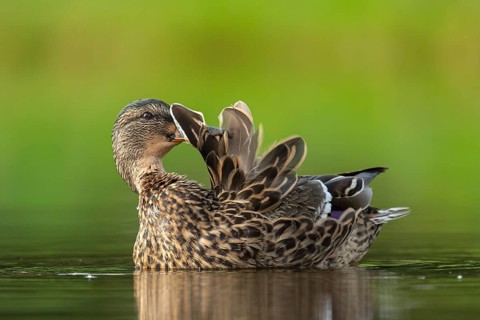 Mallard (Anas platyrhynchos) grooming, female, Aviemore, Scotland, Great Britain