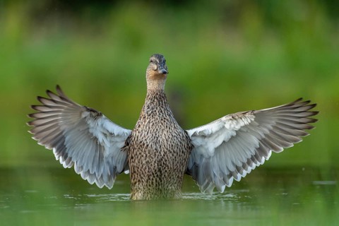 Mallard (Anas platyrhynchos) grooming, female, Aviemore, Scotland, Great Britain