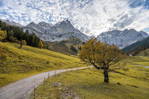 Maple tree with autumn leaves, autumn landscape in Rißtal with Spritzkarspitze, Großer Ahornboden,