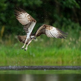 Western osprey (Pandion haliaetus) hunting, Aviemore, Scotland, Great Britain