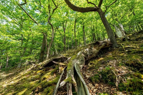 The Knorreichenstieg, part of the Urwaldsteig Edersee hiking trail, in the Kellerwald-Edersee