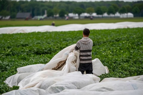 Potato field, fleece cover is removed, rolling up the fleece, the fleece is intended to protect