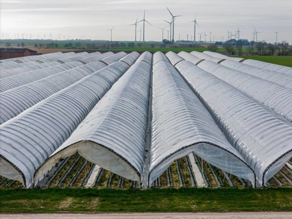 Open field strawberry cultivation in a foil greenhouse, young strawberry plants growing, near