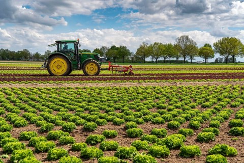 Agriculture, lettuce growing in a field, Lollo Bionda and Lollo Rossa, in long rows of plants,