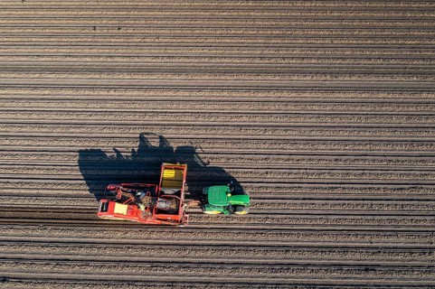 Potato harvesting, so-called split harvesting method, first the tubers are taken out of the ground