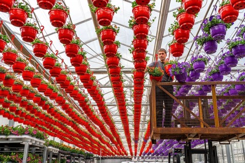 Horticultural business, flower pots, so-called petunia ampel, grow in a greenhouse, under the glass