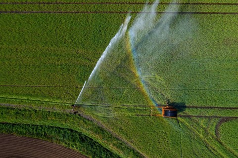 Irrigation of a wheat field on the Lower Rhine, with a mobile irrigation machine, large-area