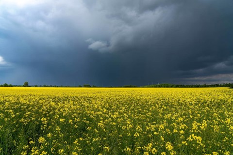Thunderclouds over the Rhenish lignite mining area, rape field, North Rhine-Westphalia, Germany,