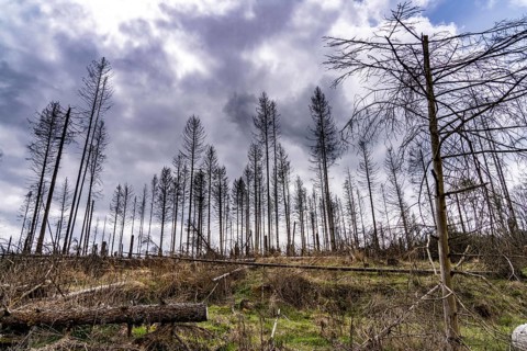 Dead spruce trees, broken by wind, lying in disarray, forest dieback in the Arnsberg Forest nature