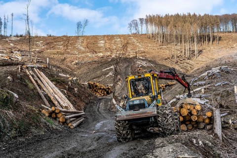 Cleared forest area north of the village of Öventrop, district of Arnsberg, dead spruce stands were