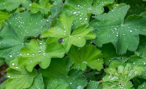 Lady's mantle (Alchemilla mollis) with raindrops, Lower Rhine, North Rhine-Westphalia, Germany,