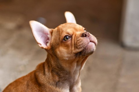Isabella Sable French Bulldog dog puppy
