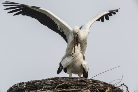 White storks (Ciconia ciconia), mating, Emsland, Lower Saxony, Germany, Europe