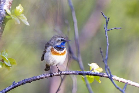 Red-throated Bluethroat or Tundra Bluethroat (Luscinia svecica), adult male sitting on a branch,