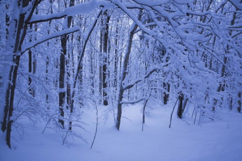 Forest of silhouetted deciduous trees and branches covered with heavy snow, Eastern Townships,