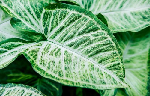 Details of caladium plants in a garden. Tropical Caladium Leaves. Caladium leaves background