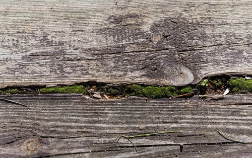 Part of the old gray board with green moss