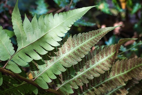 Ornamental fern leaves with spores in the botanical garden of Singapore