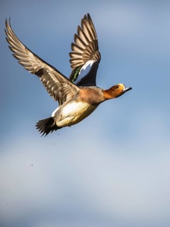 Eurasian Wigeon, (Mareca penelope) male in flight over marshes