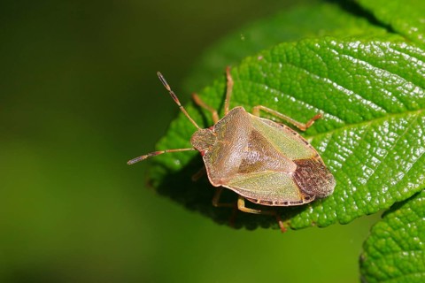 Bug, September, Germany, Europe