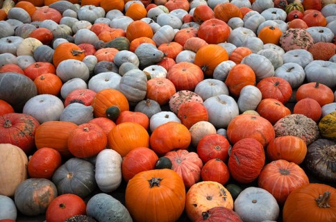 Various ornamental pumpkins, pumpkins, Ludwigsburg, Baden-Württemberg, Germany, Europe