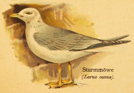 Common gull (Larus canus) side view, World of Birds, historical illustration 1890