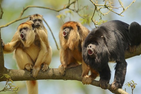 Black howler (Alouatta caraya), male and female calling with young, captive, occurring in South