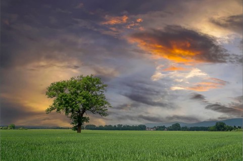 Standing alone tree in the field between Rinteln and Eisbergen sunset Porta Westfalica Germany