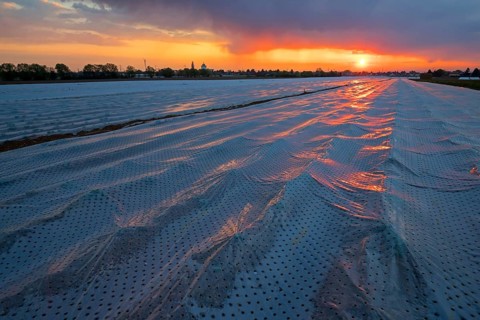 A covered asparagus field at sunrise, Erpolzheim, Bad D¸rkheim district, Rhineland-Palatinate,