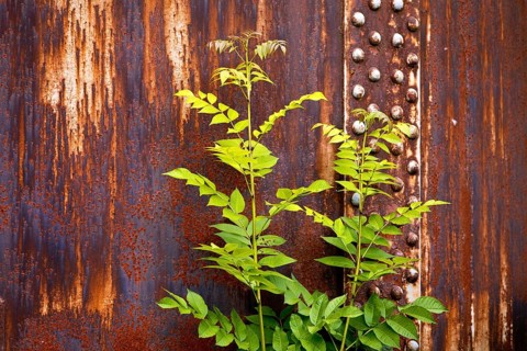 Green plant in front of rusty steel, industrial nature in the disused Hansa coking plant, Dortmumd,