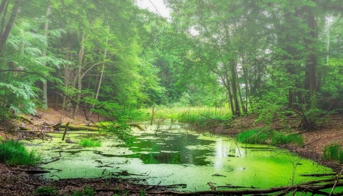 Landscape at Hellsee in Lanke, Bernau, Brandenburg, Germany, Europe