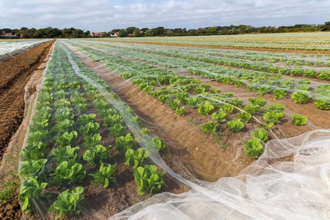 Rows of lettuce crop protected by netting growing in field, Bawdsey, Suffolk, England, UK