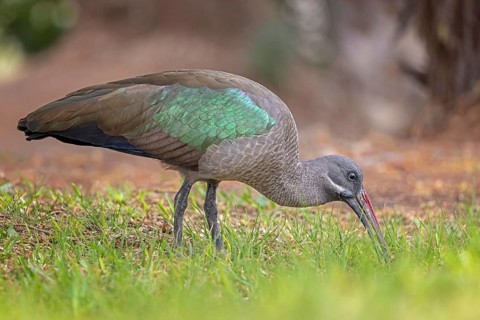 Hagedash (Bostrychia hagedash) Family of ibises and spoonbills, foraging, poking in the ground,