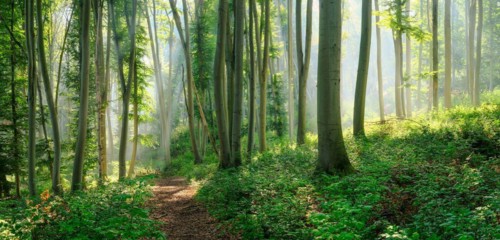 Hiking trail through natural green beech forest in the morning light, the sun shines through the