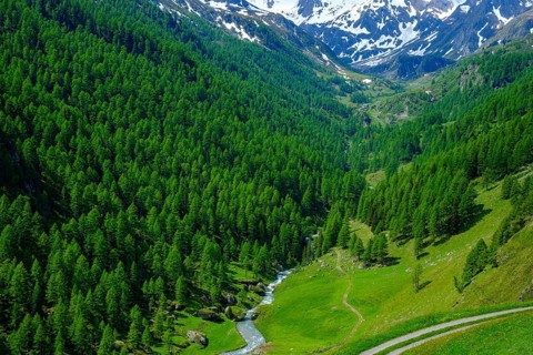 Mountain scenery in the Passeier Valley above Rabenstein, moss in Passeier, South Tyrol, Italy,