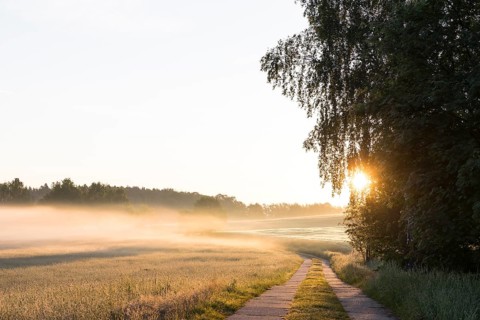 Field path between meadows and grain field with morning mist at sunrise, Bischofswerda, Saxony,