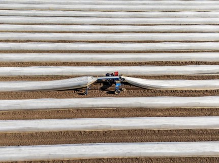 DefaultAsparagus harvest on the Lower Rhine, near Wesel, asparagus field under thermo foil, for