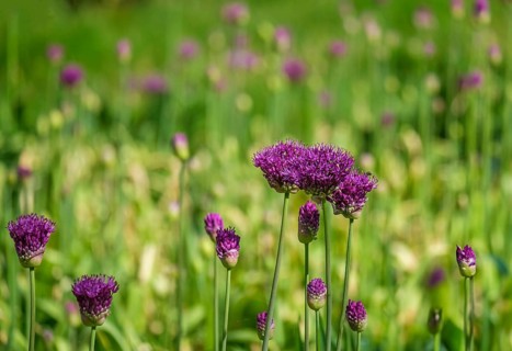 Ornamental leek (Allium sp.), inflorescence, Netherlands