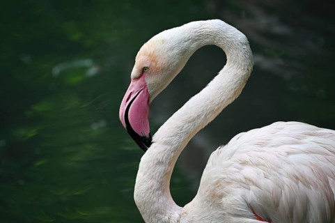 Close up portrait of greater flamingo (Phoenicopterus roseus), captive