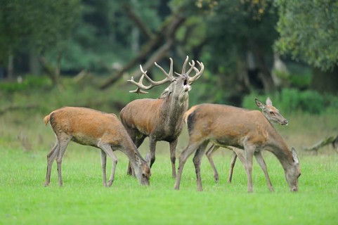Red deer (Cervus elaphus) male roaring in a pack of female at the edge of the woods, captive