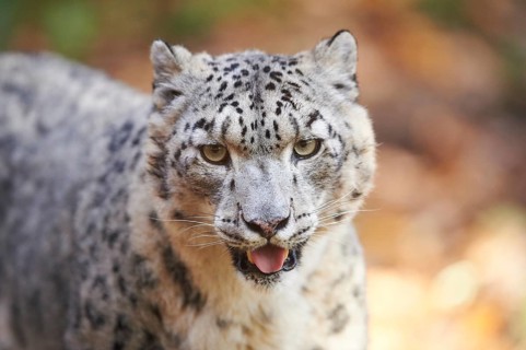 Snow leopard (Panthera uncia) or (Uncia uncia) portrait in autumn, captive