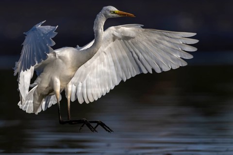 Great White Egret, (Ardea cinerea), landing in the shallows of a fish pond, Lusatia, Saxony