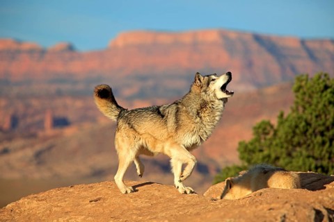 Wolf, (Canis lupus), adult, howling, rock, stone, Monument Valley, Utah, USA, North America