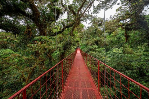 Red suspension bridge between the treetops in the rainforest, Monteverde cloud forest, Monte Verde,