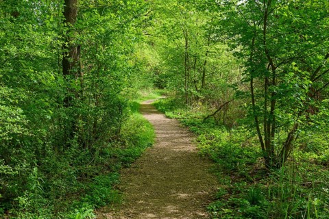 A quiet path surrounded by green trees and blooming flowers on a sunny spring day, Kinzigaue,