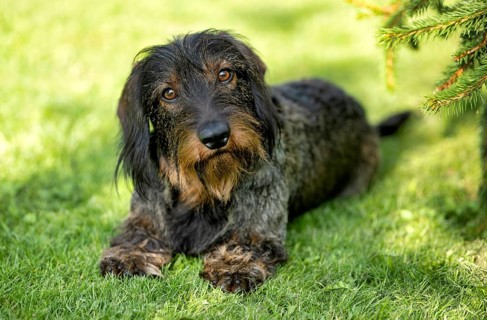 Rough-haired dachshund (Canis lupus familiaris) puppy, male, 3 years, animal portrait, lying in a